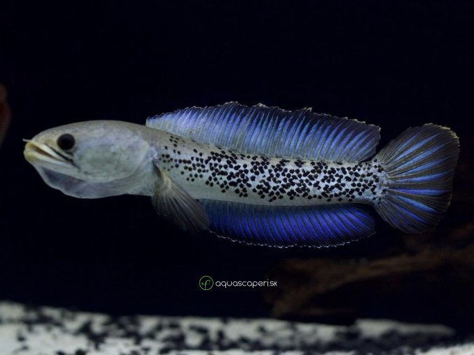 Hadohlavec Stewartii - Chana Stewartii