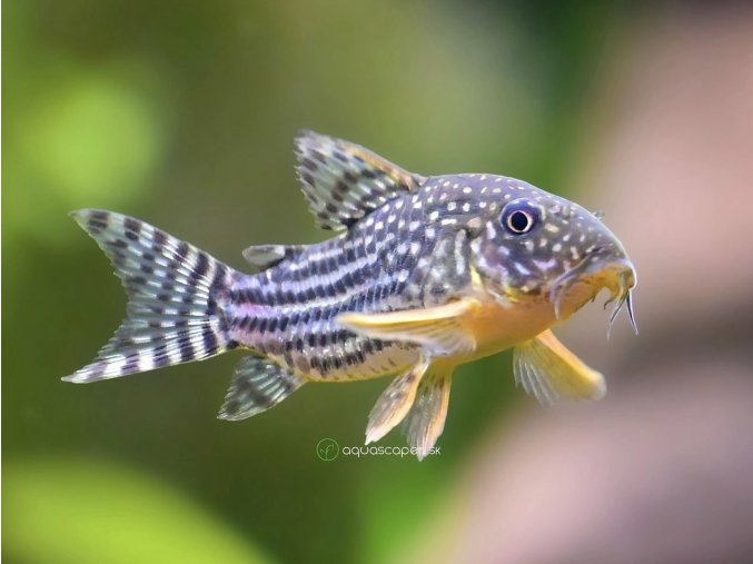 Pancierniček sterbai - Corydoras / sterbai
