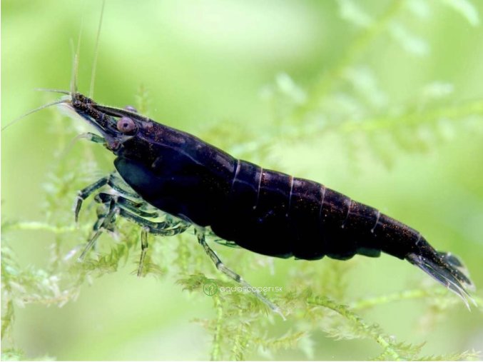 Neocaridina denticulata black Rose