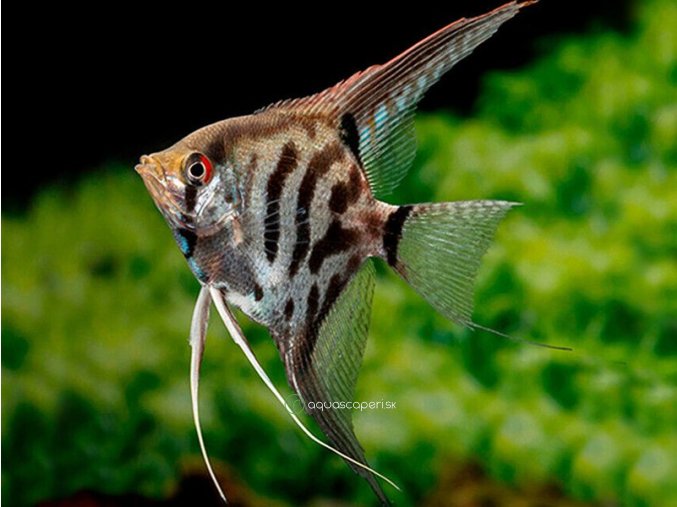 Leopard Angelfish Pterophyllum scalare