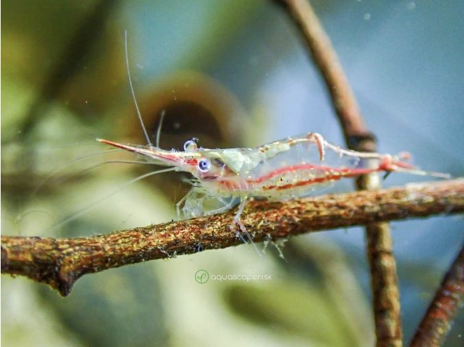 Krevetka Pinokio - Caridina / gracilirostris