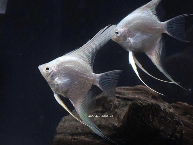 Skalár Platinum - Pterophyllum scalare / platinum white