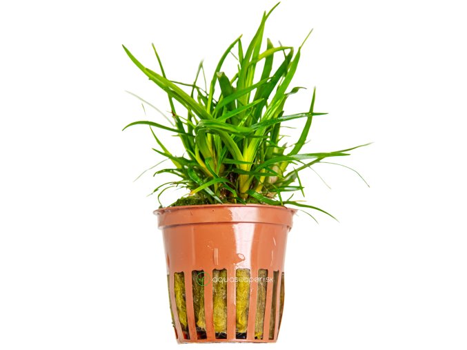 Eriocaulon sp. 'Vietnam'