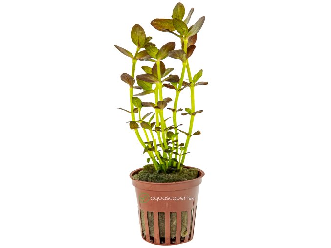 Bacopa salzmanni 'Purple'