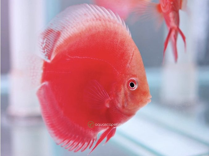 Diskus Red Valentine - Symphysodon / Red Valentine
