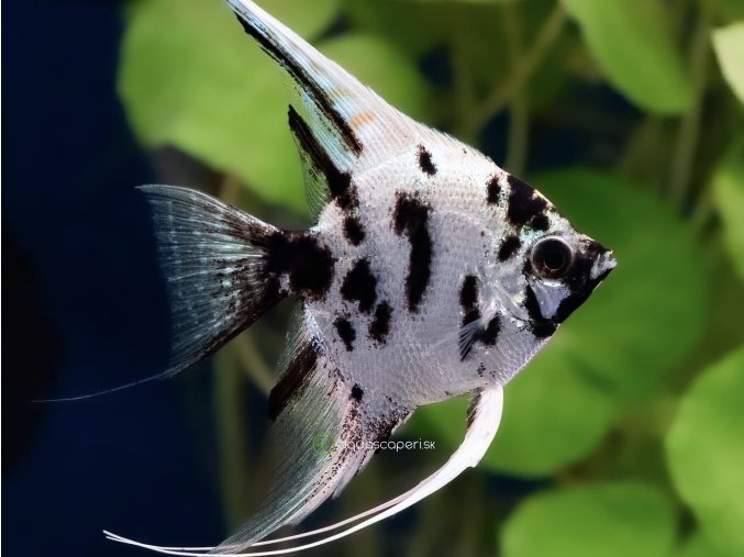 Skalar Panda - Pterophyllum scalare / Panda