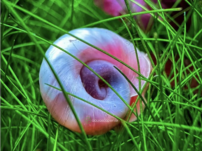Slimák Kotuľka Pink - Planorbella / duryi pink