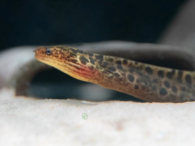 Sladkovodná Muréna - Gymnothorax / polyuranodon