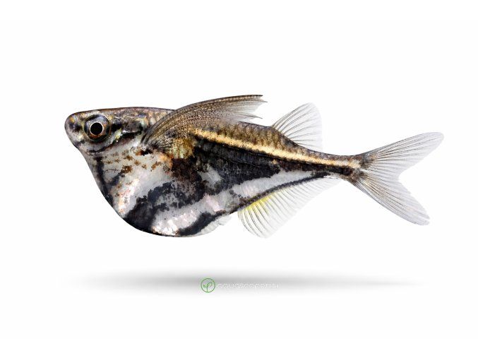 Marble hatchetfish v profile