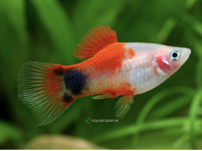 Plata mickey mouse - Xiphophorus maculatus / mickey mouse