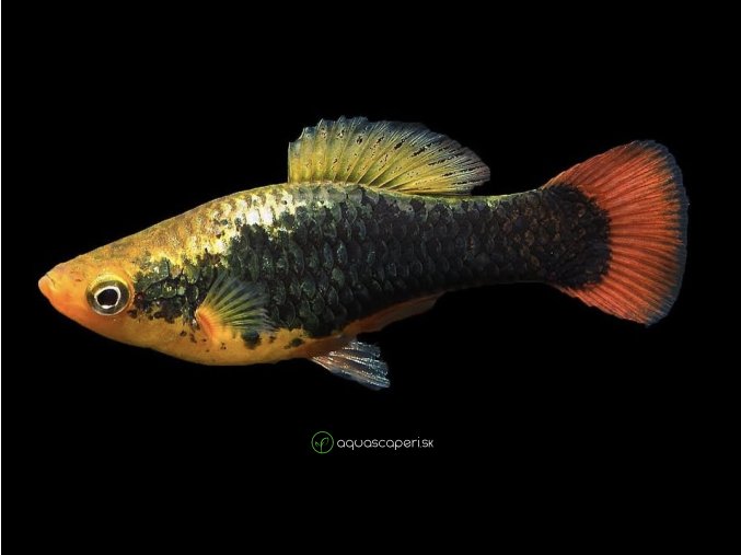Plata Hawai - Xiphophorus / variatus Hawai