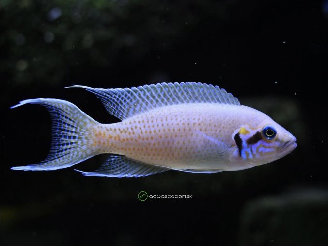 Neolamprologus brichardi