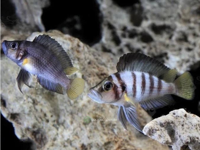 Pestrenec Sumbu - Altolamprologus / sp. sumbu