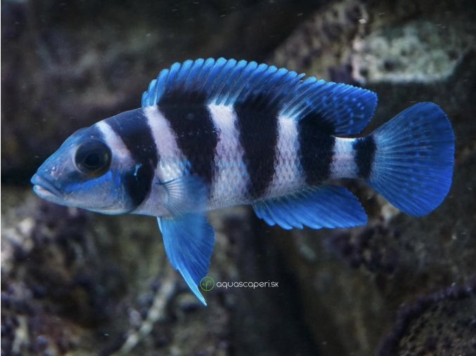 Ostriežik päťpruhový - Neolamprologus tretocephalus
