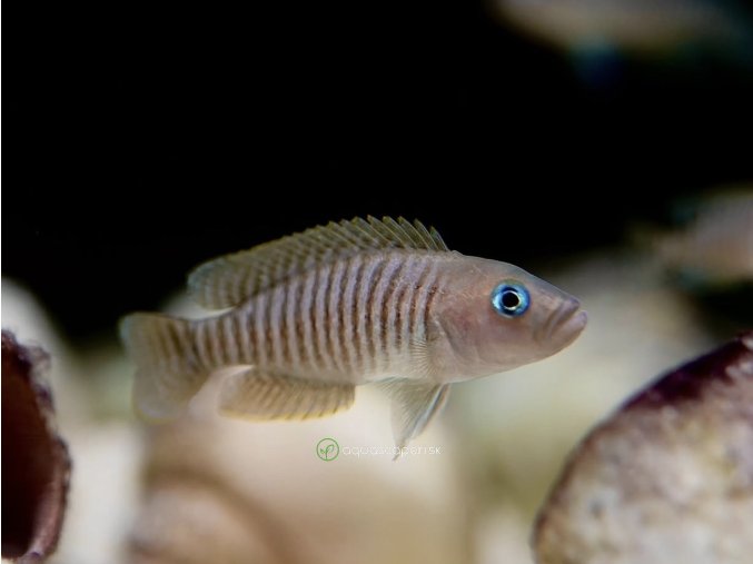 Ostriežik Pružkovaný - Neolamprologus multifasciatus