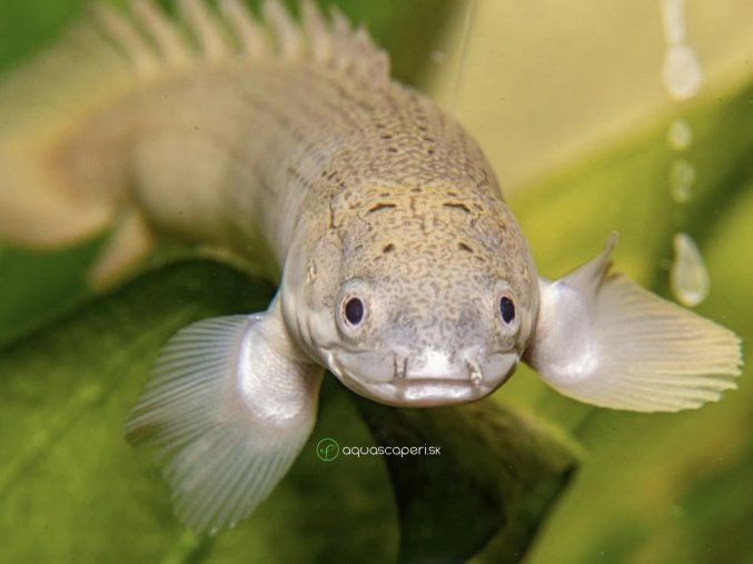 Bichira senegalská - Polypterus / senegalus