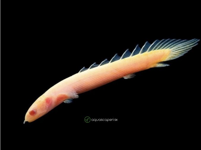 Bichira senegalská Zlatá - Polypterus / senegalus albino