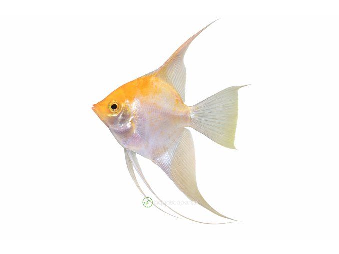 ChatGPT Image 2. 4. 2026, 21 46 10