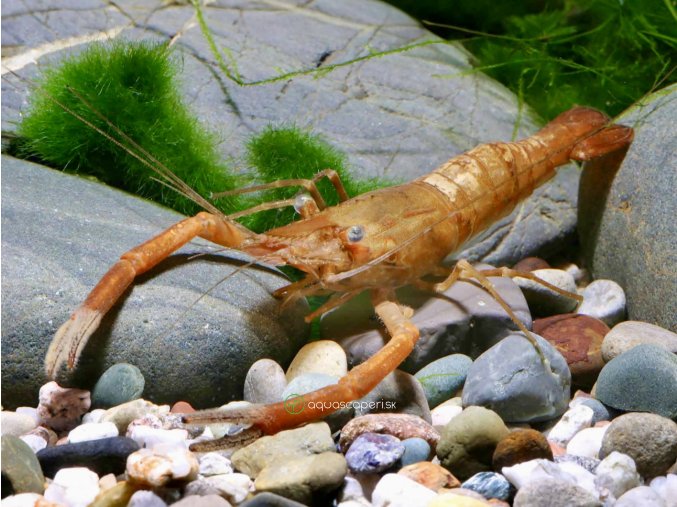 Krevetka Dayanum - Macrobrachium / dayanum