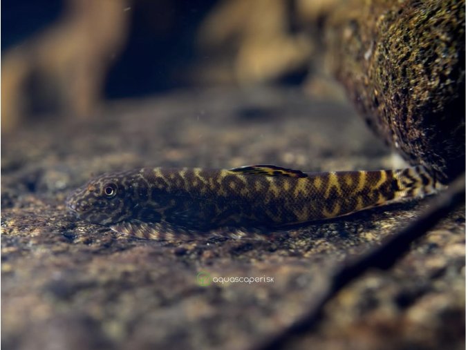 Myersová "mini raja" - Pseudogastromyzon / myersi