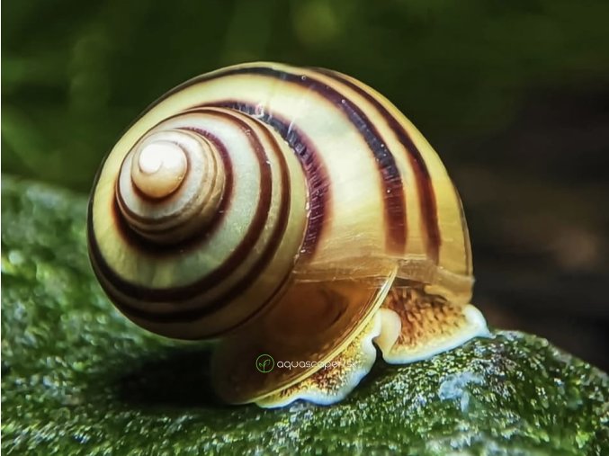 Mini ampulária špirálová - Asolene spixi