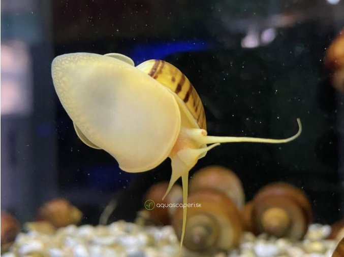Slimák Ampulária hnedá - Ampullaria australis / brown