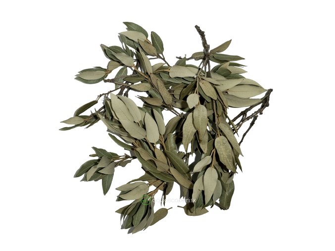 Wio Holm Oak Leave