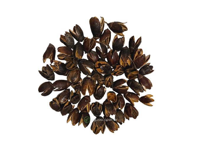 Wio Bakuli Pod