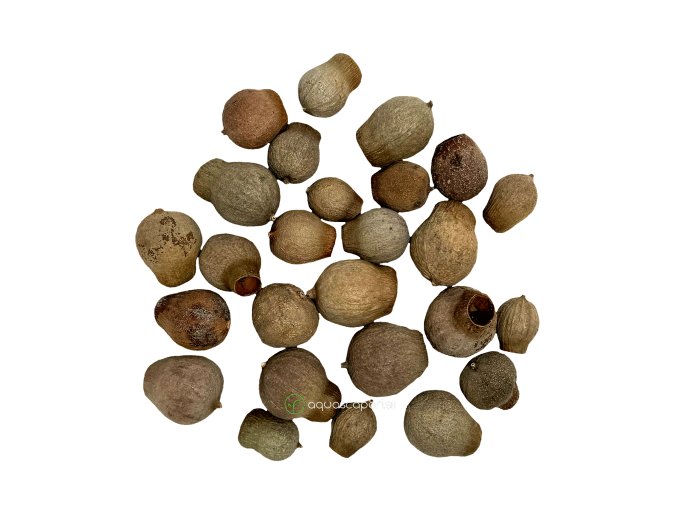 Wio Bellgums Pod