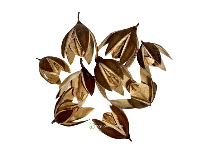 Wio Lily Flower Pod