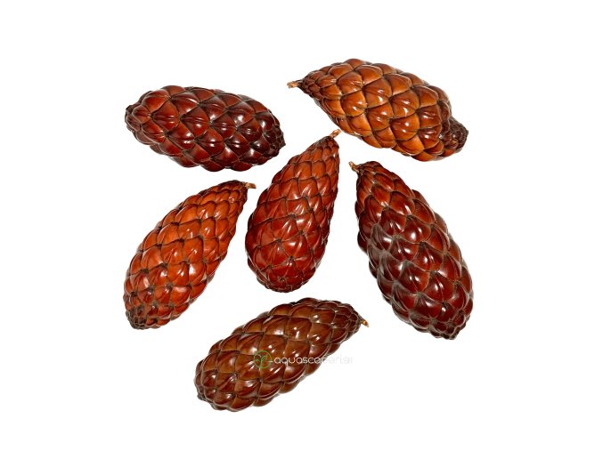 Wio Raphia Pod