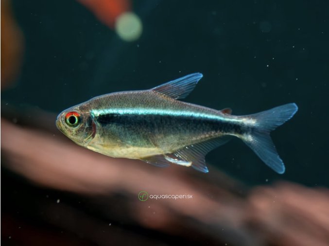 Neonka čierna - Hyphessobrycon / herbertaxelrodi