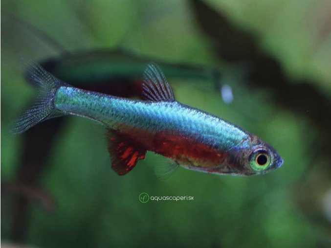 Razbora Axelrodova - Rasbora / axelrodi blue