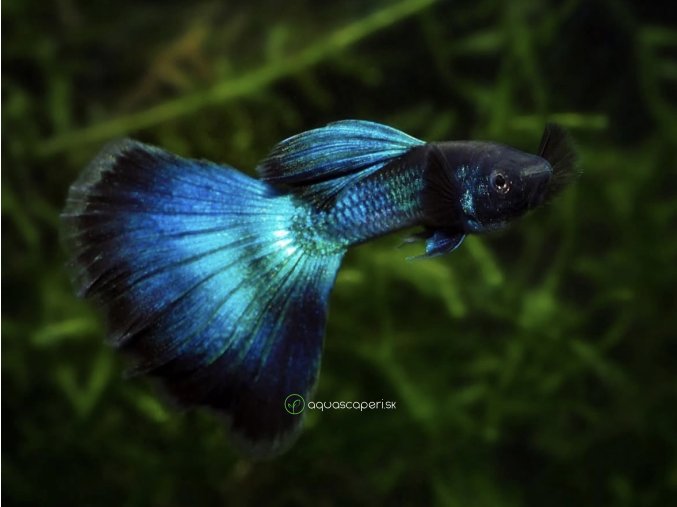 Gupka Blue Moscow - Poecilia reticulata / Blue Moscow
