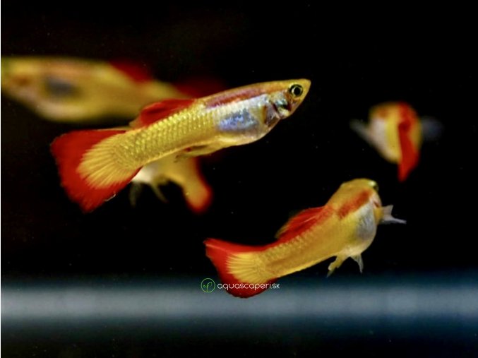 Gupka sunset Flame - Poecilia reticulata / Flame