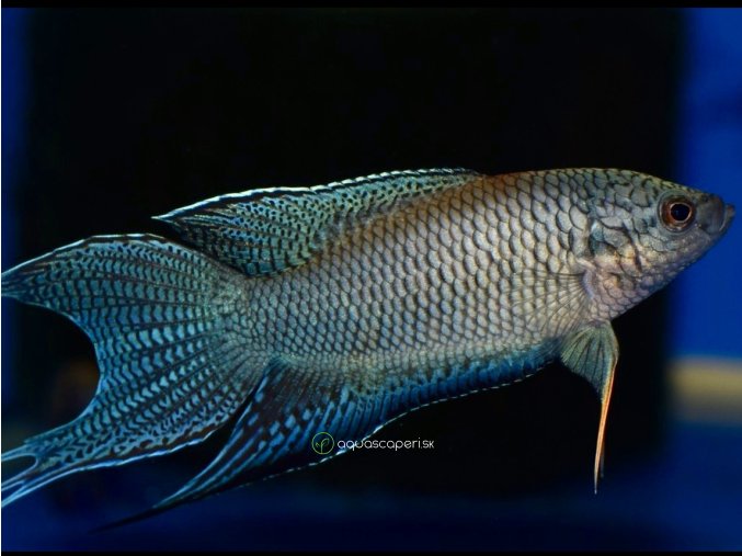 Rájovec dlhoplutvý čierny - Macropodus / spechti black