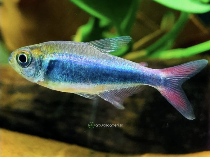 Tetra Red Blue Peru - Hyphessobrycon margitae / red blue Peru
