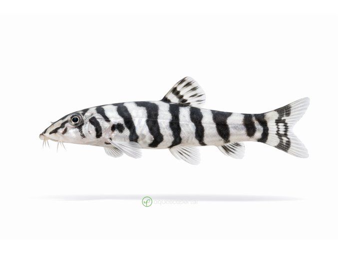 Zebra loach v plávajúcom pohybe