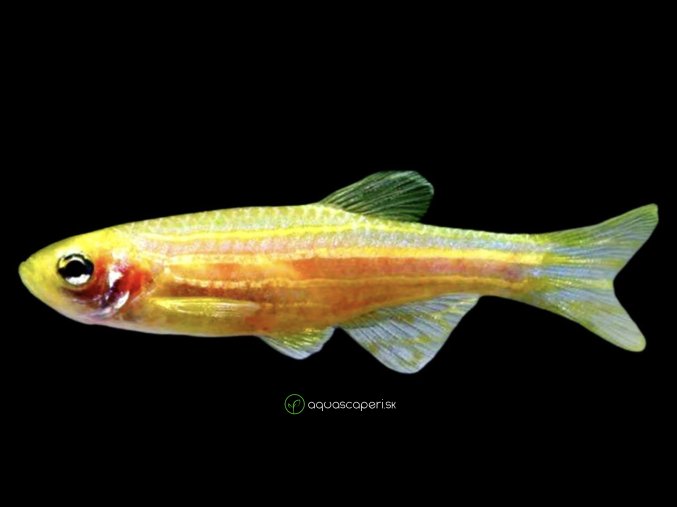 Dánio zlaté - Brachydanio / frankei gold