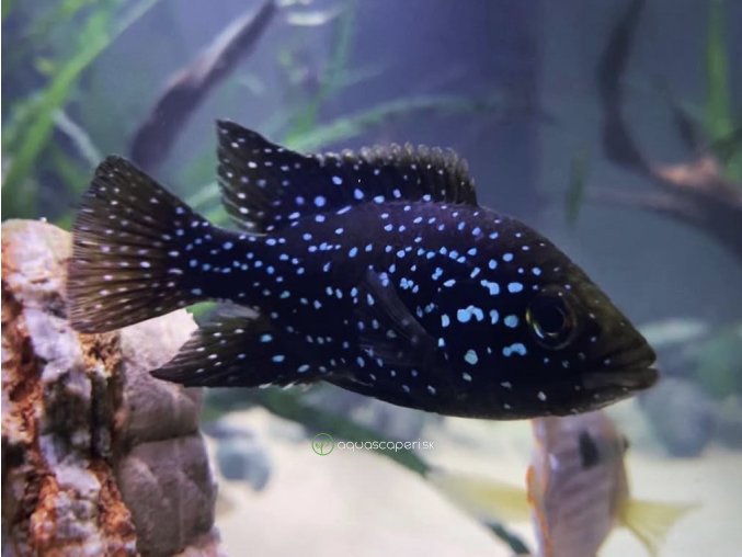 Cichlida madagaskarská - Paratilapia polleni