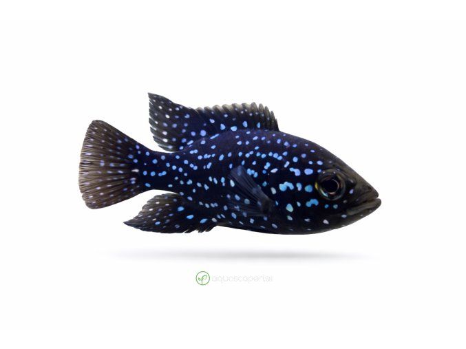 Elektricky modrý jack dempsey cichlida