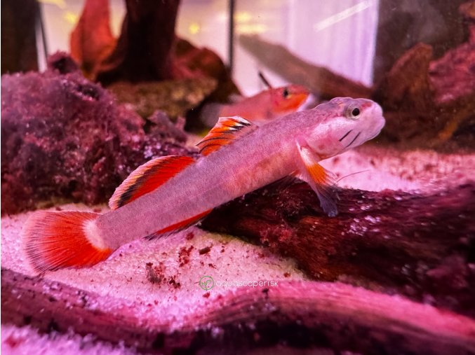 Hlaváč Goby - Rhinogobius / red white edge
