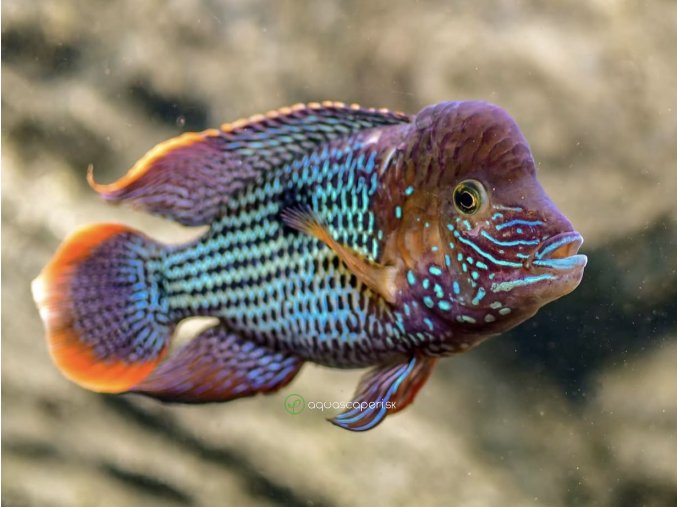 Akara potočná - Aequidens / rivulatus