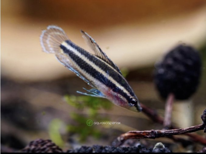 Rájovec Deissenov - Parosphromenus deissneri