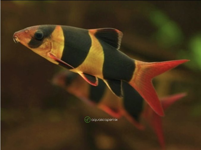 Mrenka nádherná - Botia / macracantha