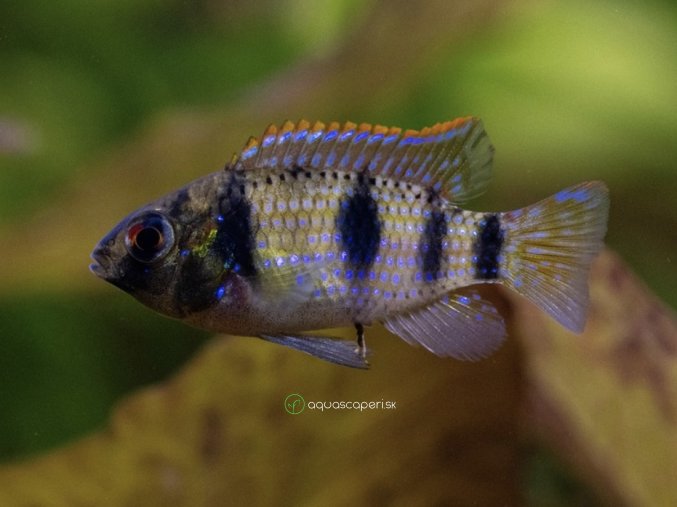 Cichlidka Thomasova - Anomalochromis / thomasi