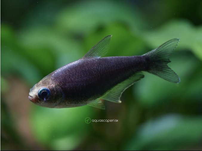 Tetra cisárska čierna - Nematobrycon / palmeri black