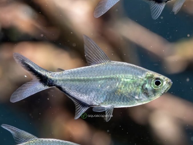 Tetra Costae - Moenkhausia Costae