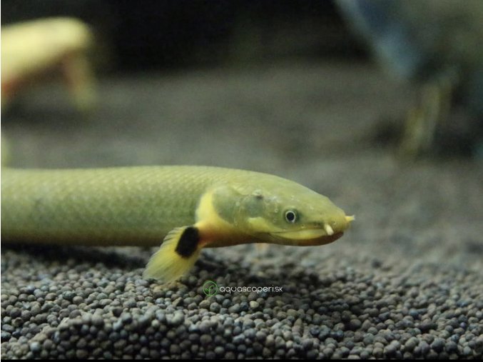 Bichirek kalabarský "Had vodný" - Erpetoichthys / calabaricus