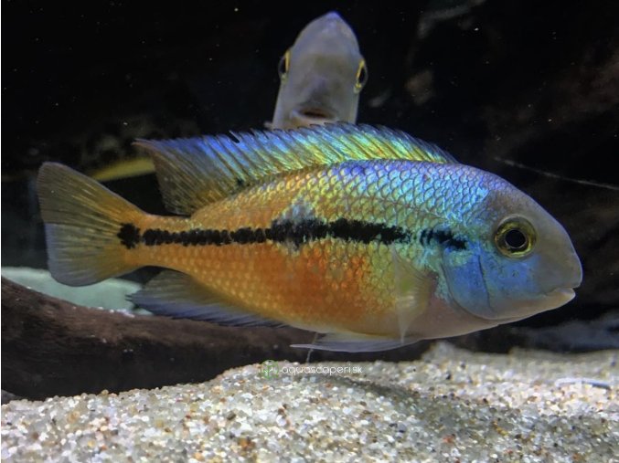 Cichlida nikaragujská - Cichlasoma / nicaraguense